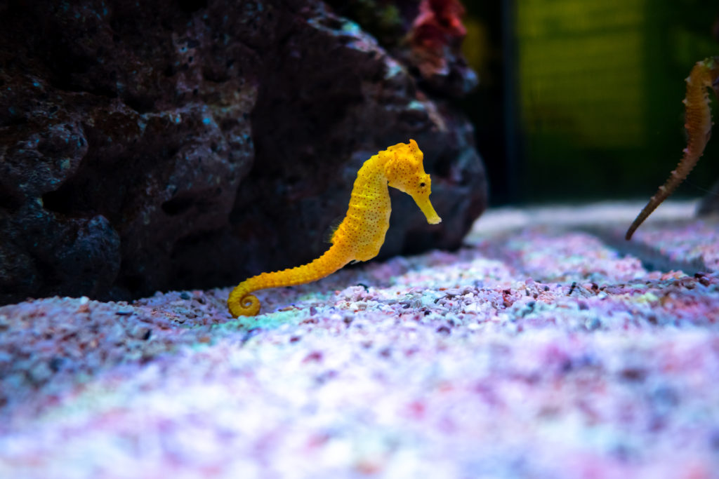 cavalluccio marino giallo