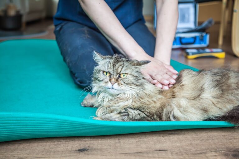 fisioterapia per gatti
