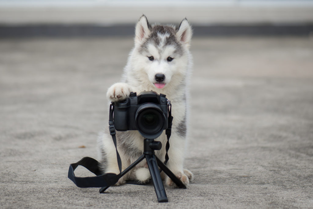 cucciolo siberian husky fotografo
