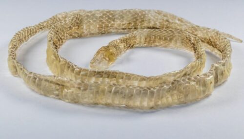 L'estratto Della Pelle Di Serpente Del Boa Ha Strutturato Il Modello Spoted Image120871955 - Foto 14