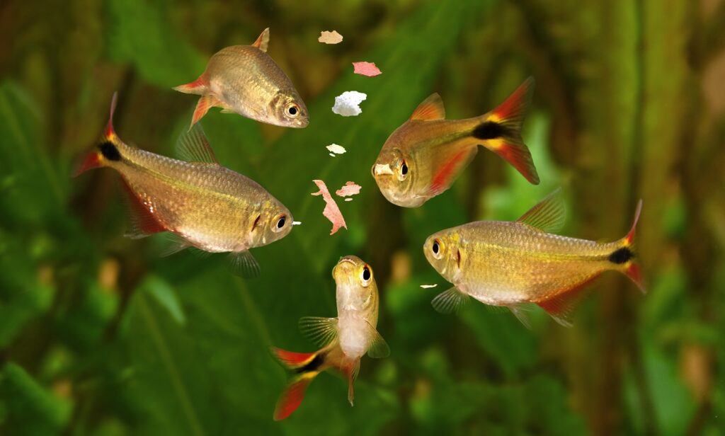pesci mangiano cibo in fiocchi in acquario