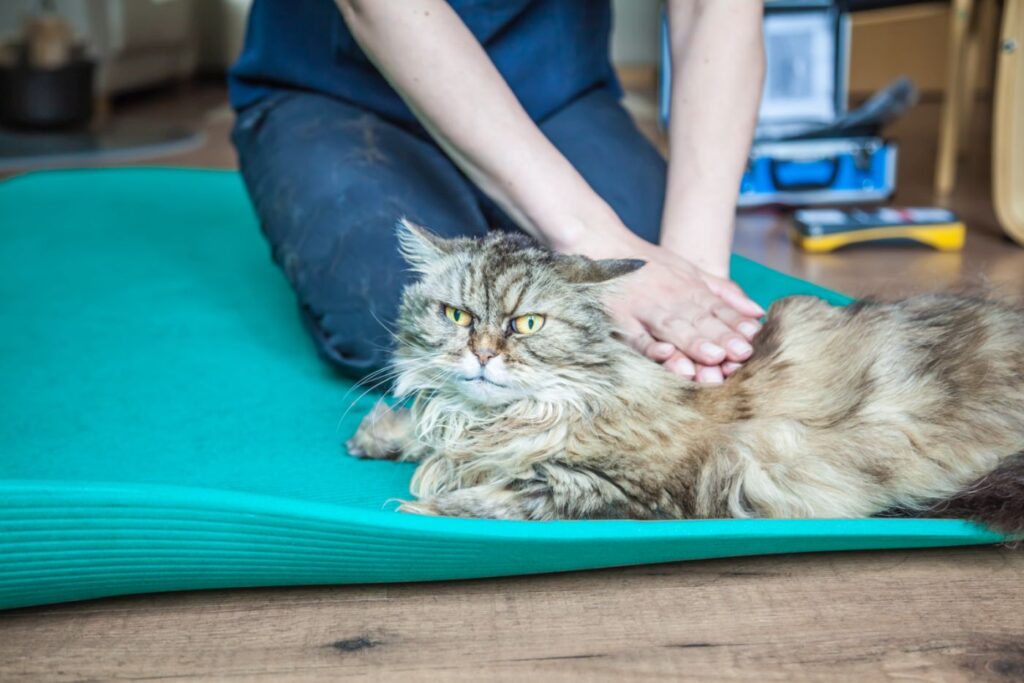 spondilosi nel gatto trattata con fisioterapia