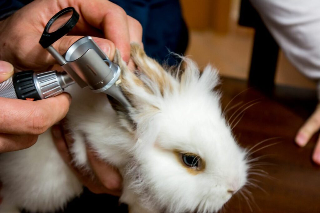veterinario esame orecchie coniglio