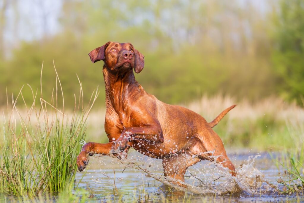 Rhodesian ridgeback gioca in acqua