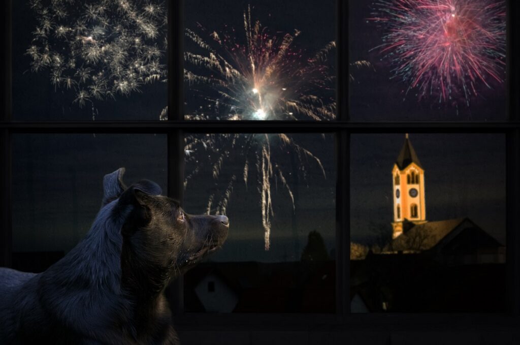 fuochi d'artificio a capodanno e cane