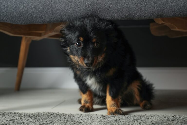 cane spaventato sotto il divano