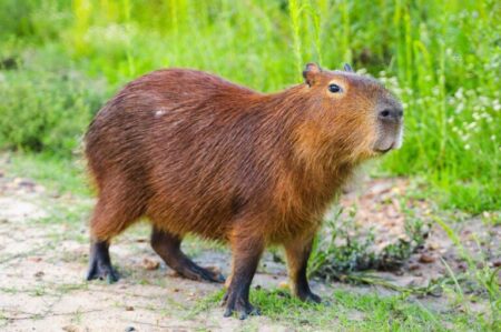 Capibara: aspetto e carattere della star dei social media | zooplus ...