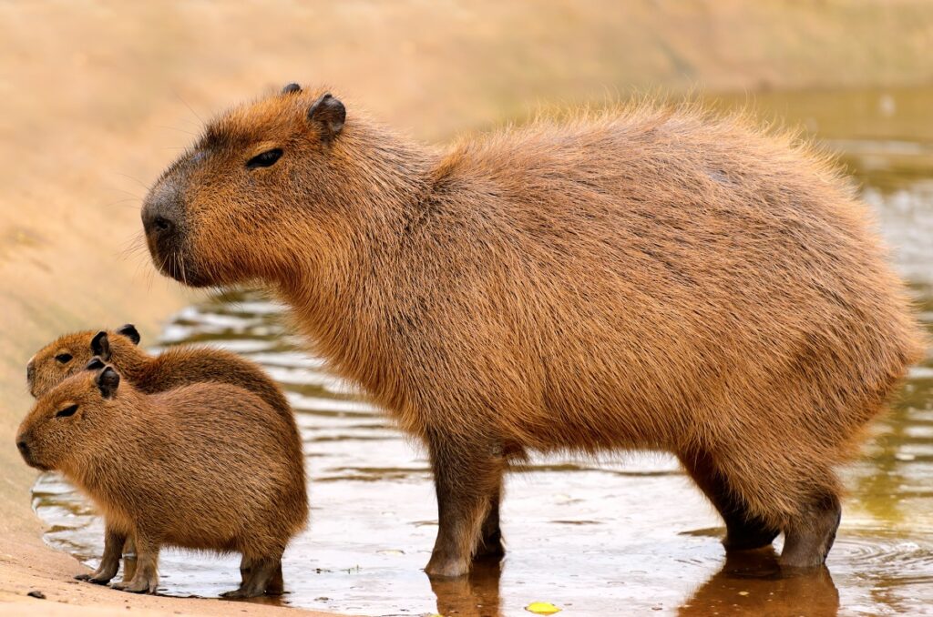 capibara con cuccioli