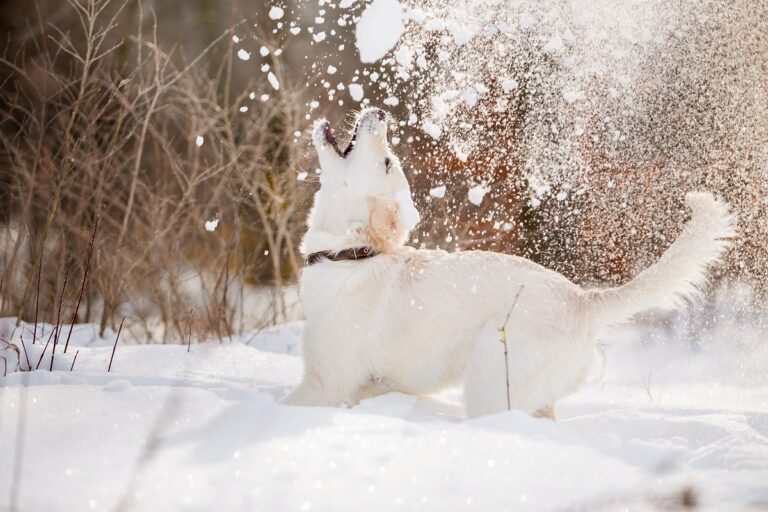 cucciolo mangia la neve