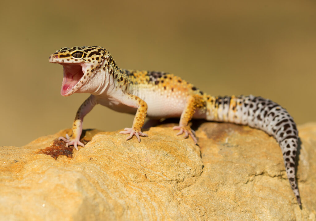 geco leopardino su roccia