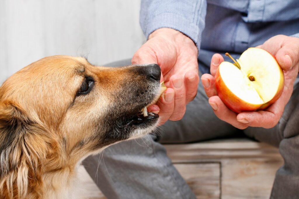cane mangia mela