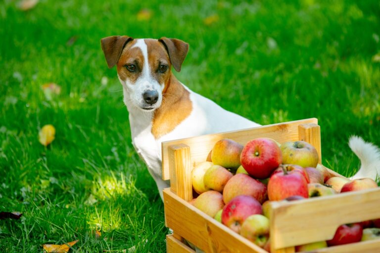 cane può mangiare mele?