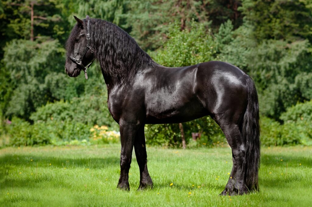 cavallo frisone nero