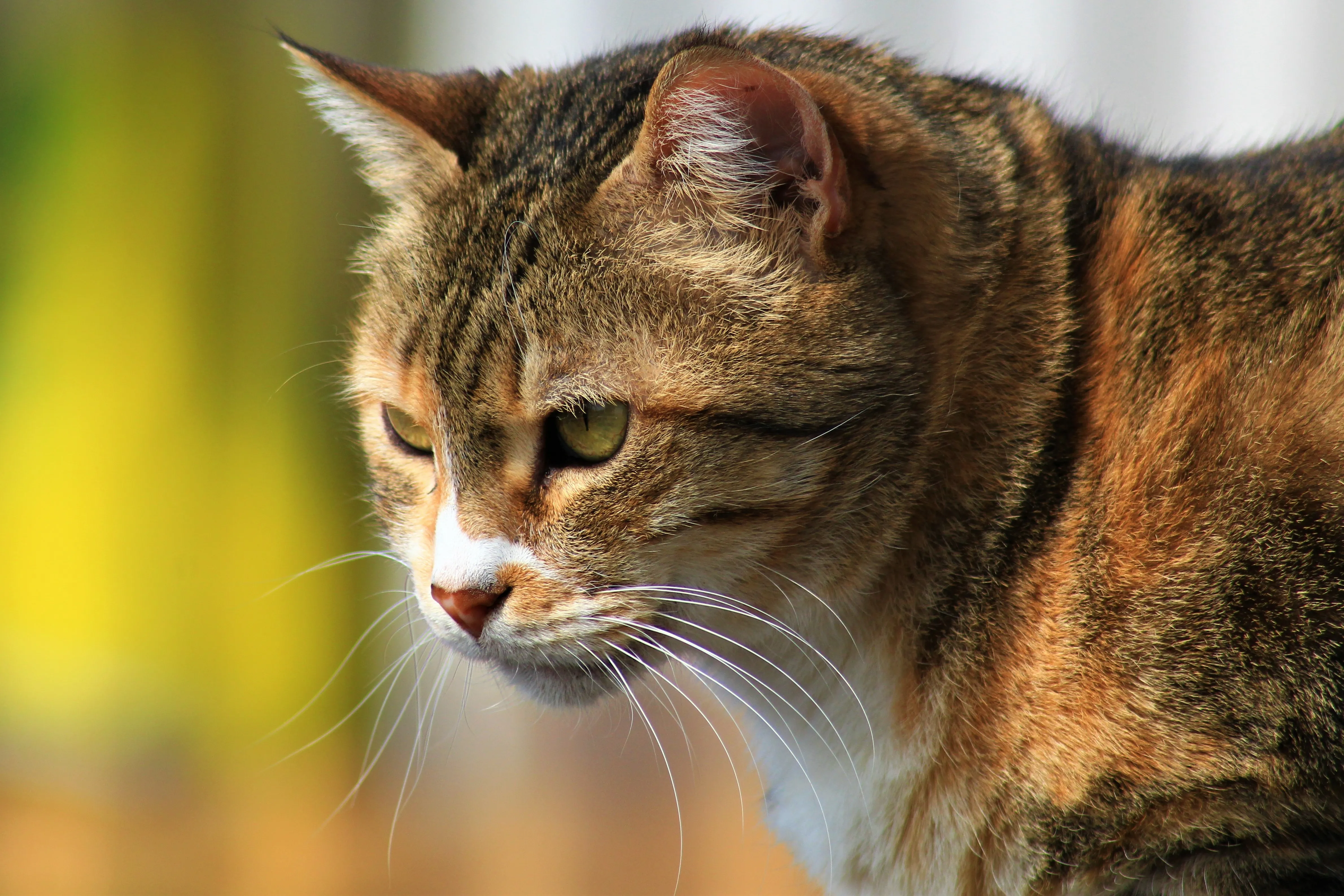 Gatto Soriano Patriottico