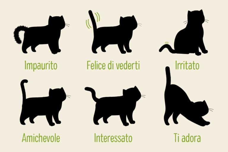 Movimenti della coda del gatto: come interpretarli