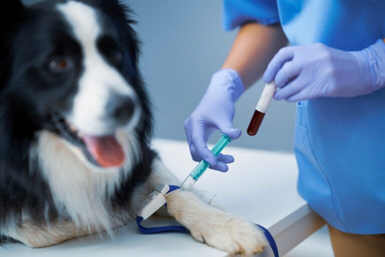 analisi sangue cane