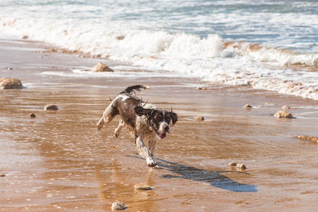 cane corre in spiaggia