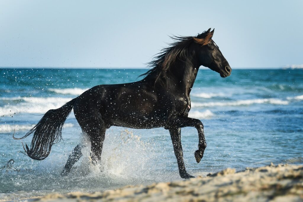 cavallo berbero