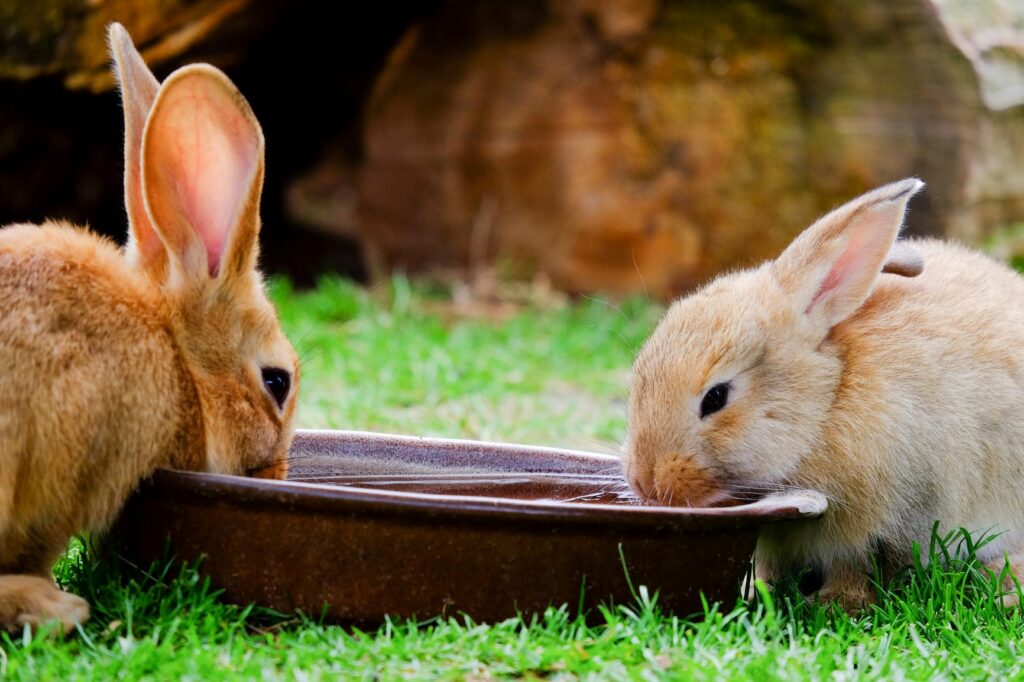 conigli bevono acqua
