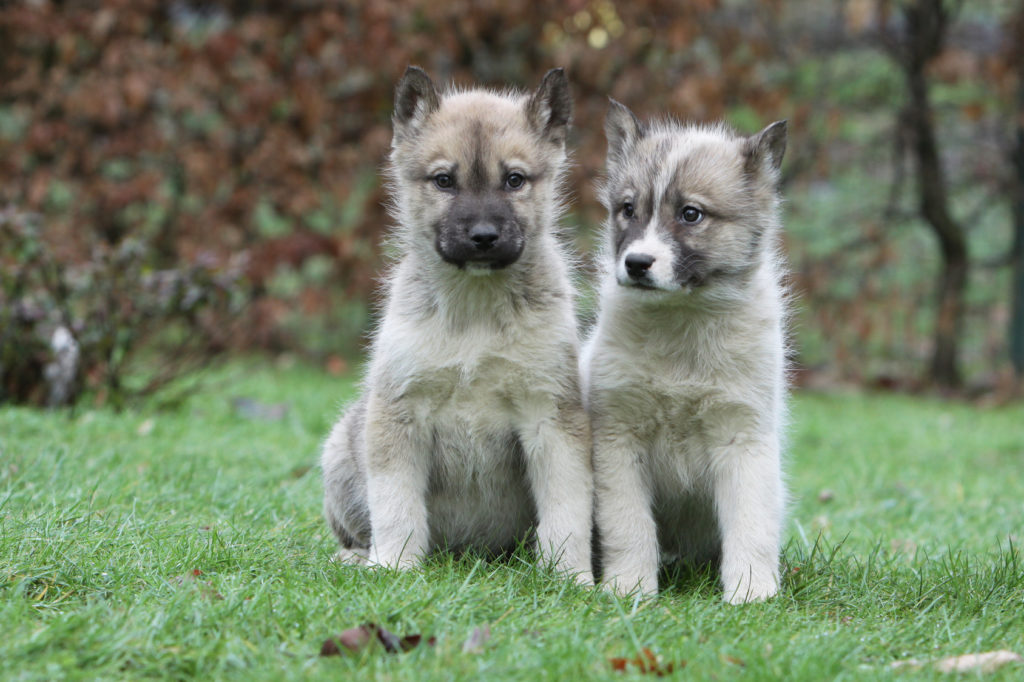 cuccioli cane groenlandese