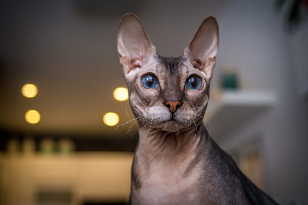Felpa Con Cappuccio Per Gatti Senza Pelo - Calda, Spessa, Per Sphynx E Razze Simili, Taglia S Grigia