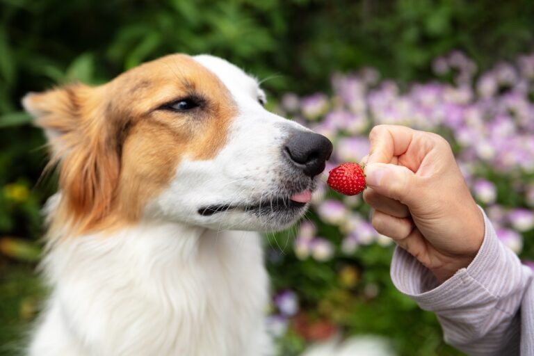frutta al cane