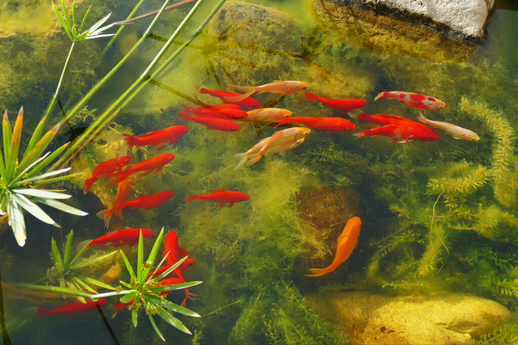 pesci rossi nel laghetto