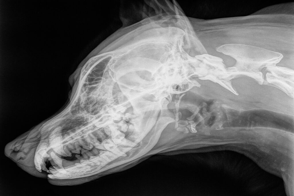 radiografia testa cane