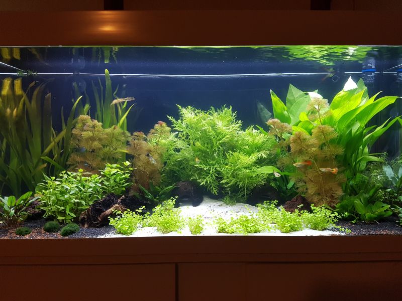 acquario allestito con piante