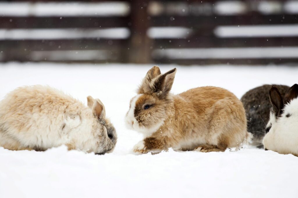 conigli sotto la neve in inverno