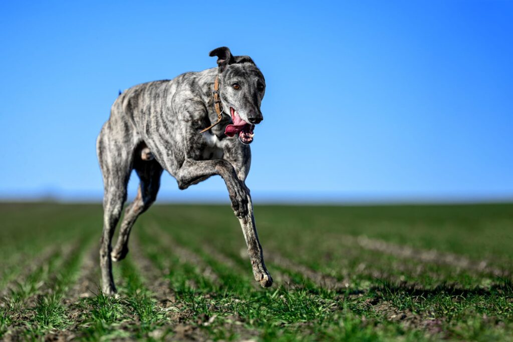 Greyhound corre