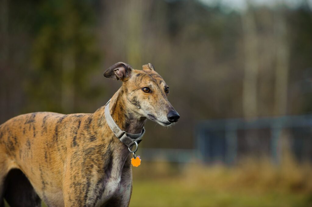Greyhound marrone