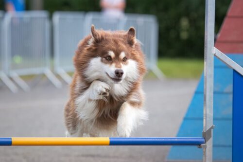 Adesivo per finestrino con cane Lappone finlandese - Italia