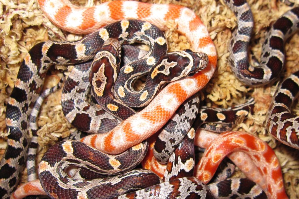 serpenti del grano di diversi colori