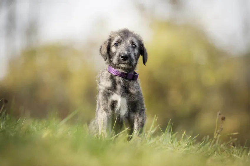 Cucciolo di levriero irlandese in primavera
