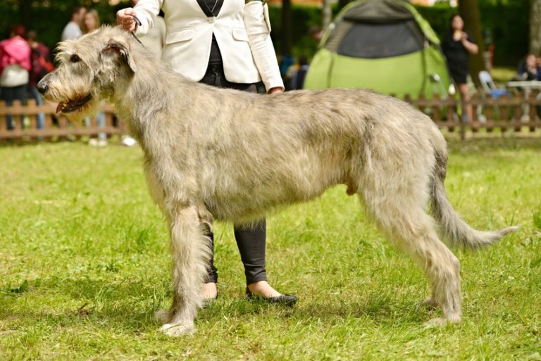 levriero irlandese - irish wolfhound