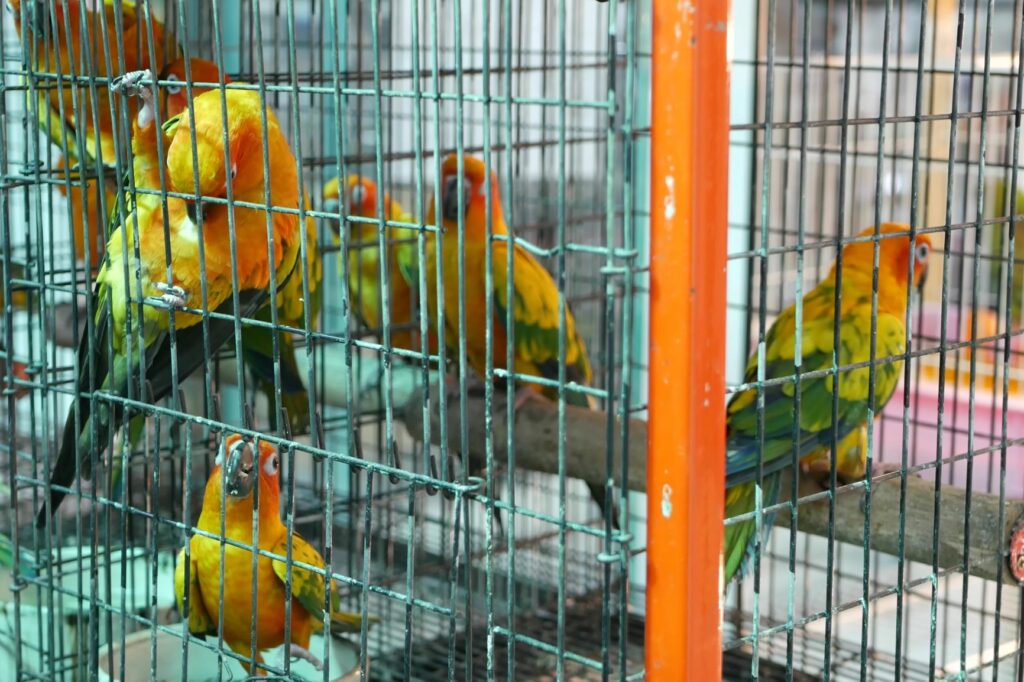 pappagalli in gabbia