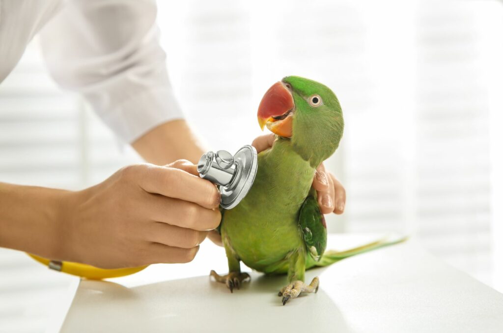 veterinario visita pappagallo
