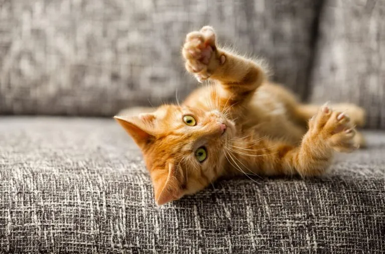 cosa non piace ai gatti
