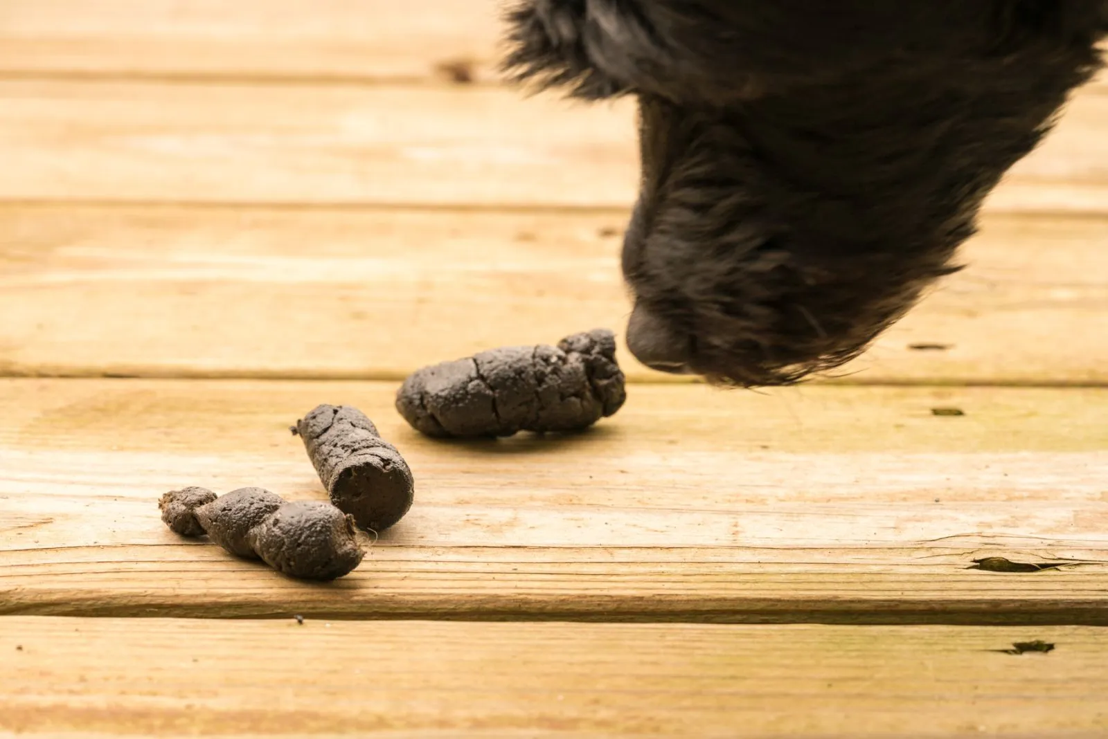 Feci del cane: quando preoccuparsi