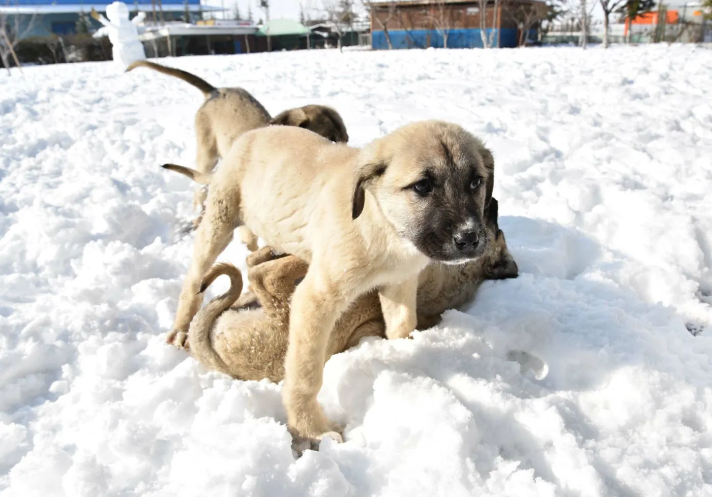 Cerco Cuccioli Di Pastore Kangal Turco
