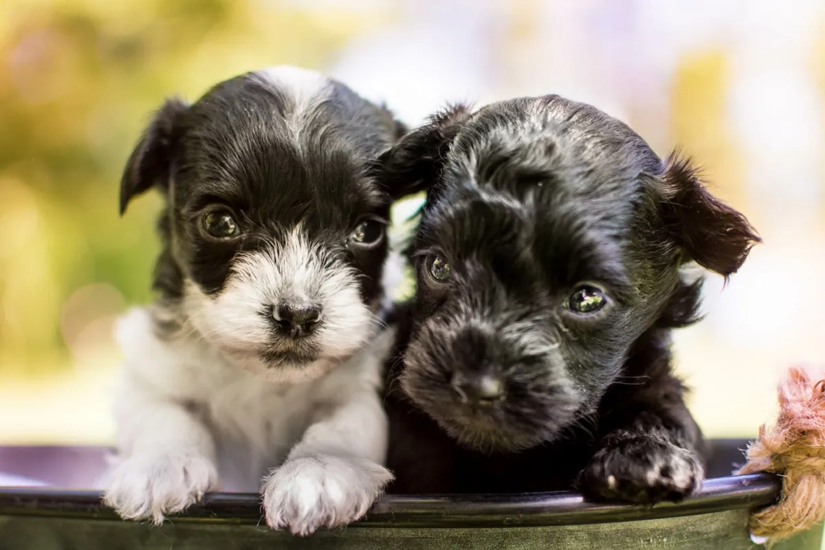 Yorkie Magazine Cuccioli Di Yorkie Bianchi Due Yorkshire Terrier Cuccioli Nel Cestino