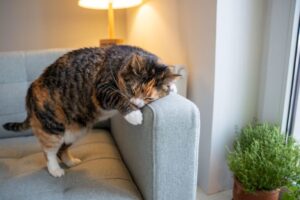Prurito nel gatto: perché il mio micio si gratta sempre?