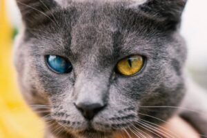 Cataratta nel gatto: come riconoscere i sintomi e trattarla
