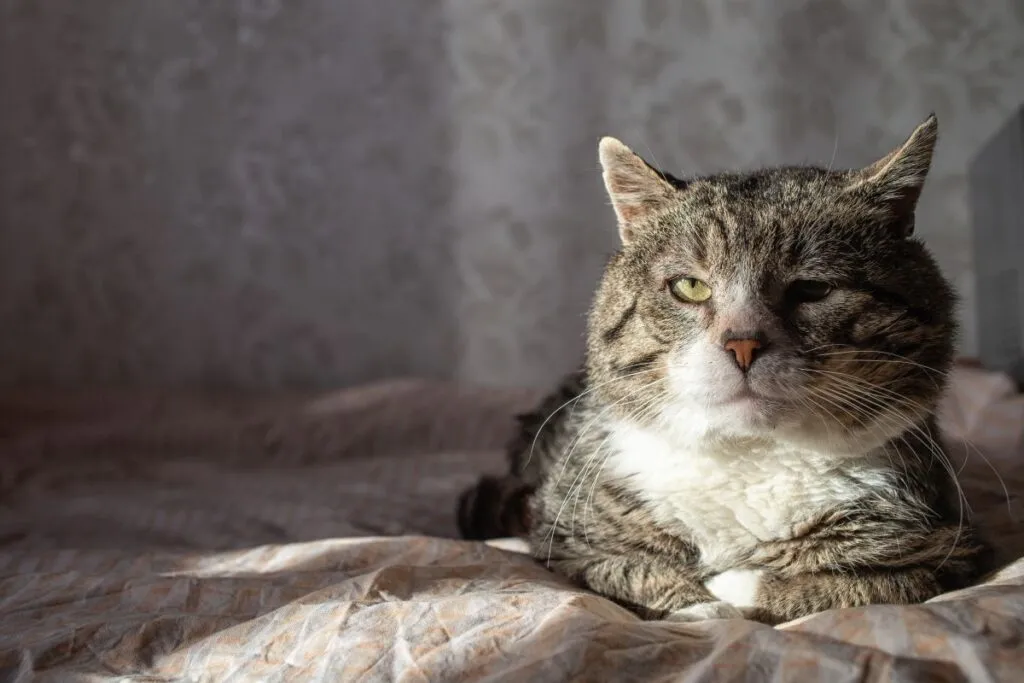 sintomi gatto con cataratta