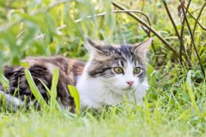 Borreliosi (malattia di Lyme) nel gatto