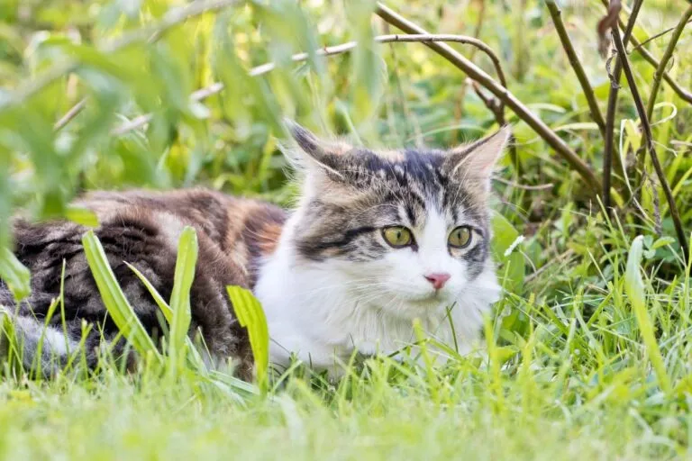 Borreliosi (malattia di Lyme) nel gatto