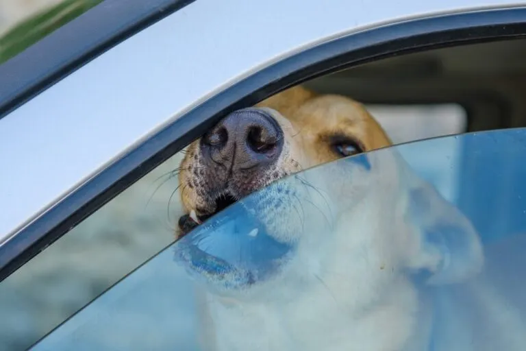 Cane chiuso in macchina con il caldo: come intervenire