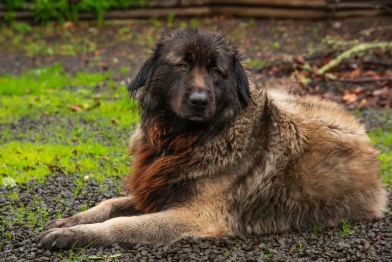 Cane da Sierra di Estrela