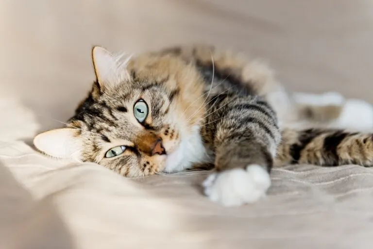 Giornata Internazionale Gatto 8 agosto